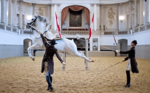 Bílý balet lipicánů