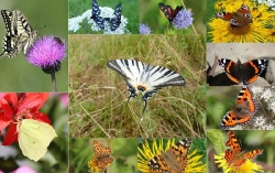 Klub ekologické výchovy