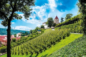 Svatováclavská vinice v areálu Pražského hradu