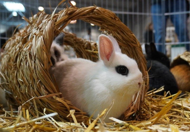 FOR_PETS_4_w