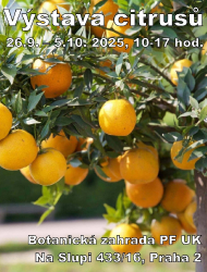 Výstava citrusů
